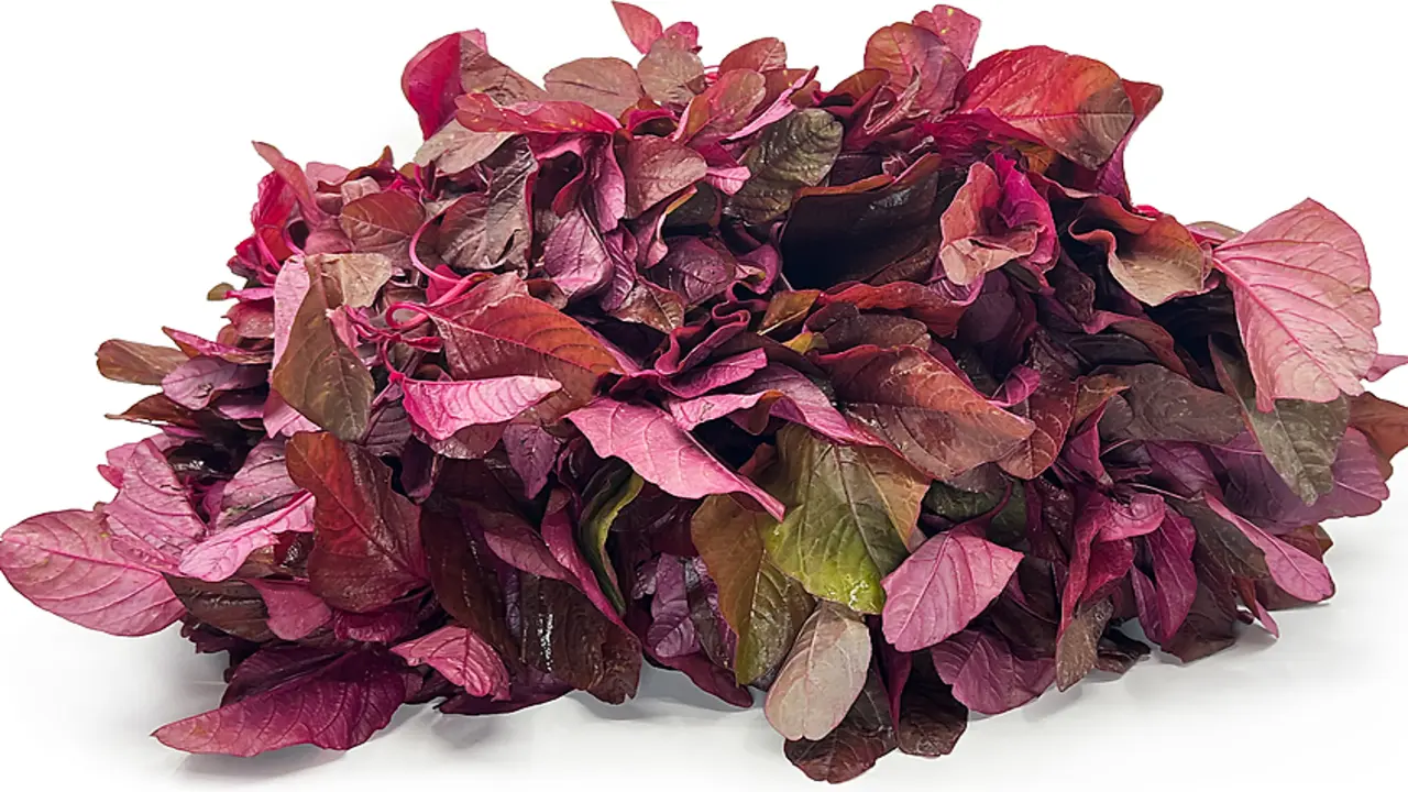 Bác sĩ Trung Quốc nói 5 loại rau gây hại thận nếu lạm dụng