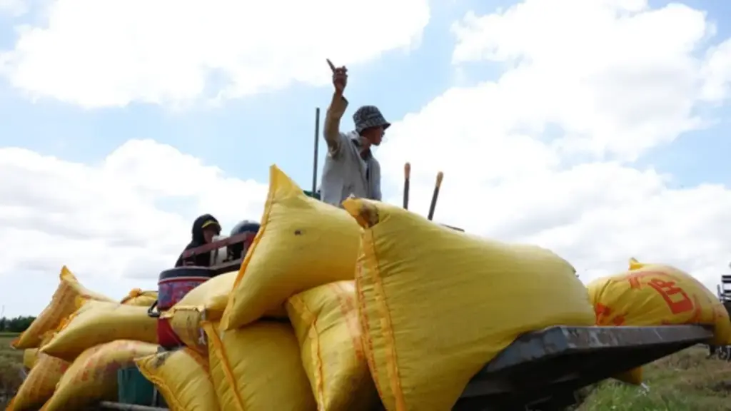 Bất ngờ gạo xuất siêu tăng mạnh nhất