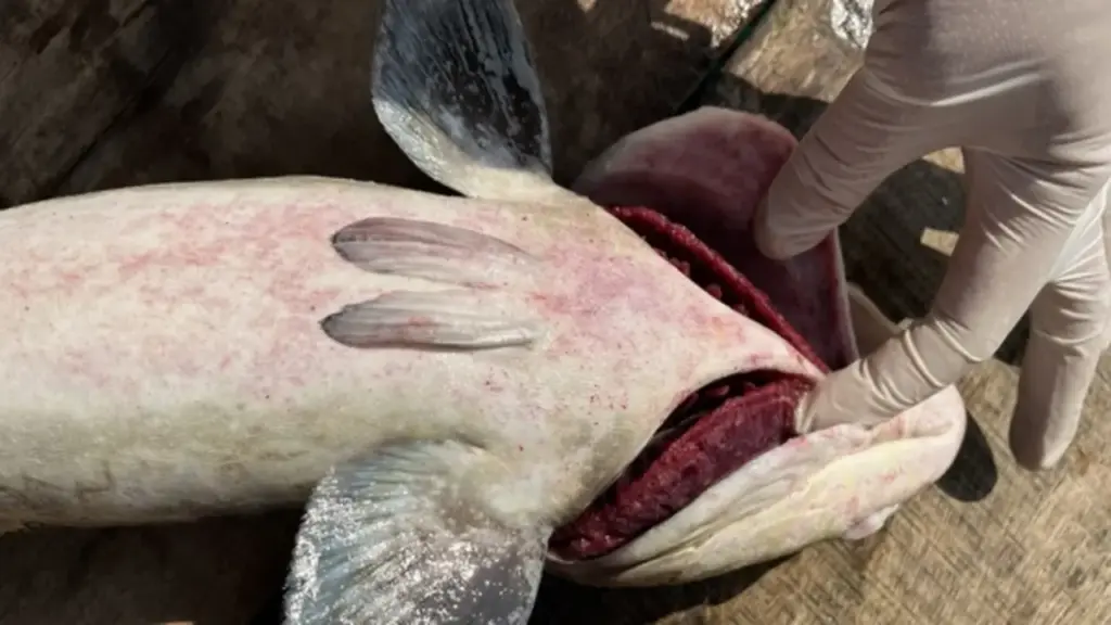 Cá bớp chết trắng lồng bè ở Lý Sơn, thiệt hại hơn 10 tỉ đồng