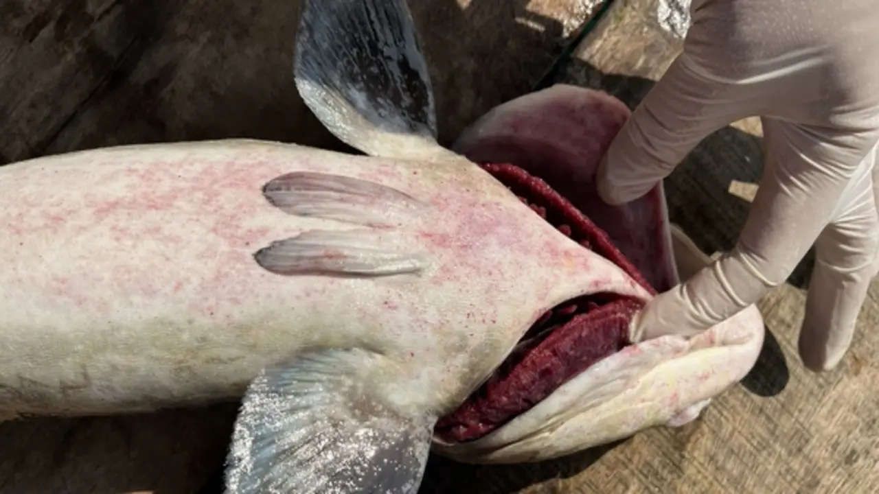 Cá bớp chết trắng lồng bè ở Lý Sơn, thiệt hại hơn 10 tỉ đồng