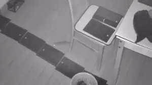 Camera ghi cảnh chuột ung dung vượt bẫy của chủ nhà