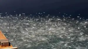Cảnh hiếm thấy hàng vạn con cá nhảy loạn xạ trên mặt biển ở Quảng Ninh