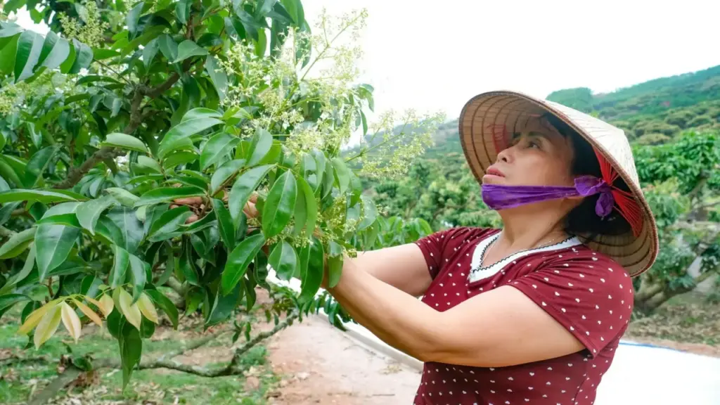 'Chăm cây hơn chăm con', nông dân vẫn lo mất mùa vải thiều