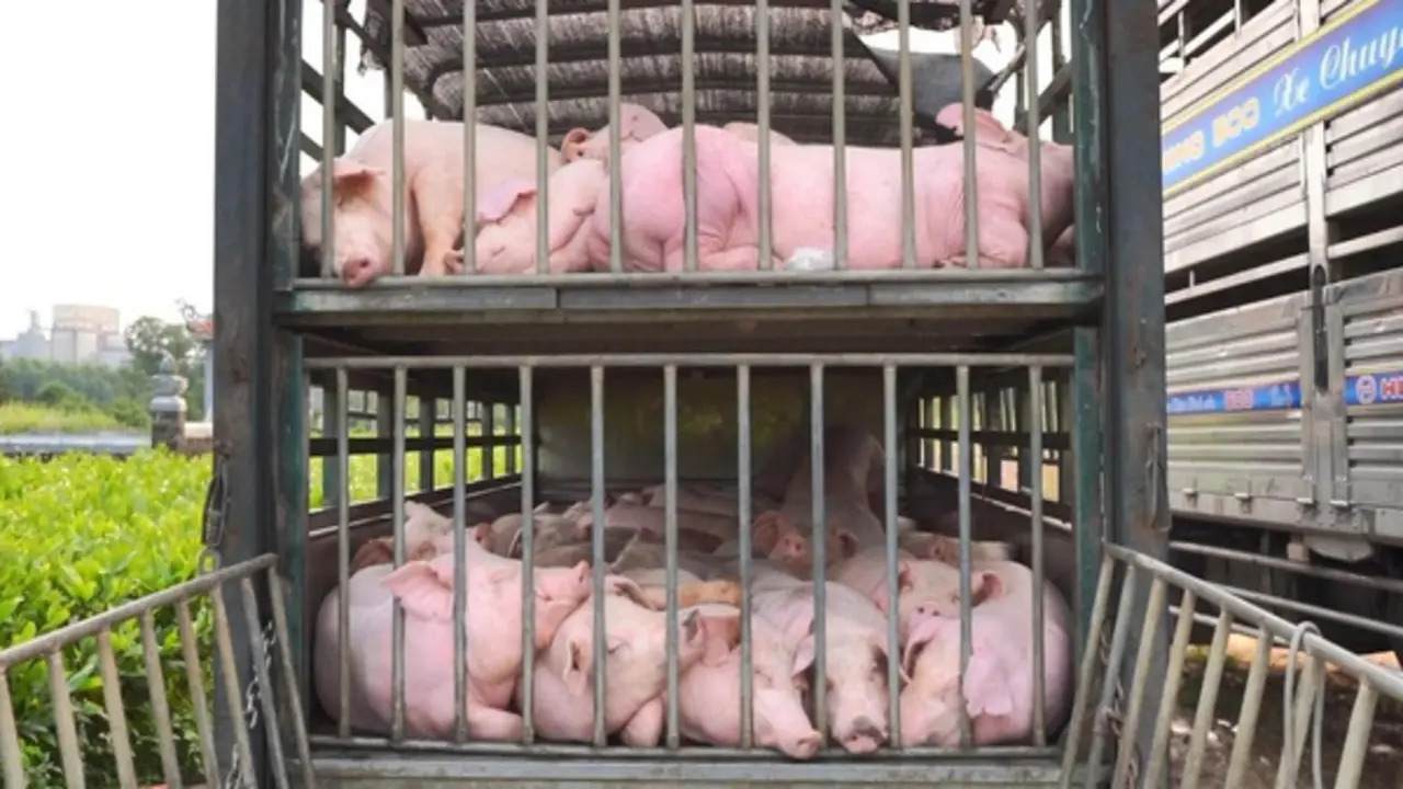 Chặn xe tải chở 100 con heo nhiễm dịch tả châu Phi tại trạm cân