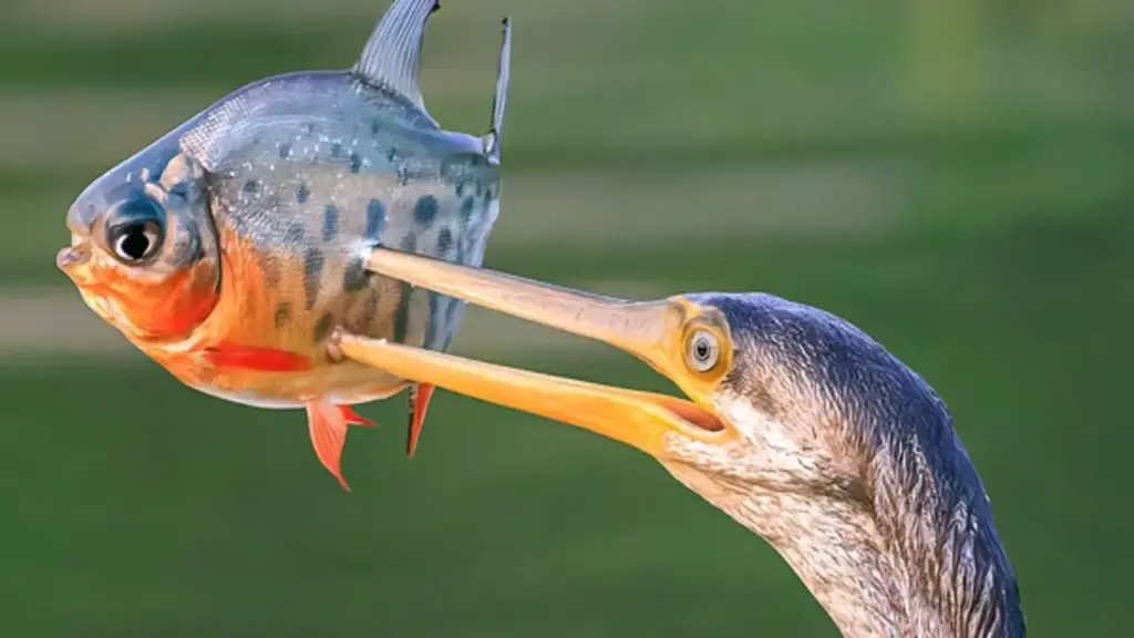 Chim trong Sách đỏ săn mồi trên mặt nước ở TP.HCM: Khoảnh khắc chỉ diễn ra vài giây