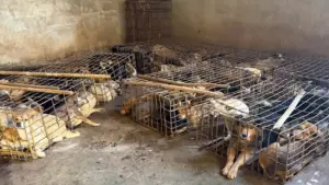 Chủ lò mổ chó bị bắt