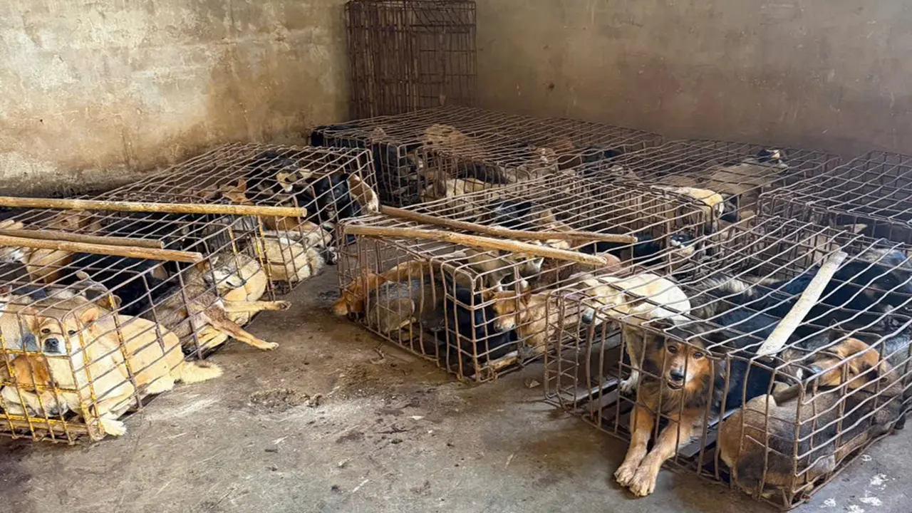 Chủ lò mổ chó bị bắt