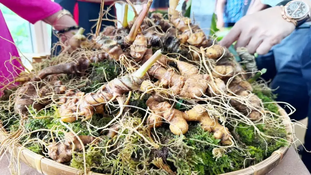 Đà Nẵng đưa ‘quốc bảo’ sâm Ngọc Linh ra chợ đêm, hướng dẫn phân biệt sâm thật, giả