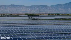 Doanh nghiệp điện mặt trời phân hóa mạnh: Kẻ báo lỗ, người lãi đậm