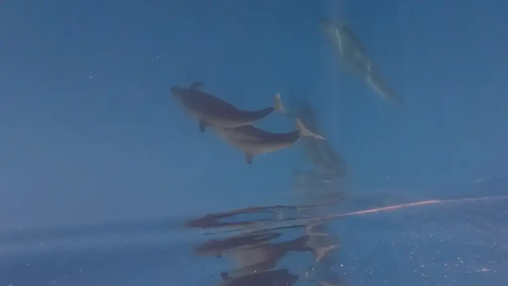 Hiện tượng hiếm gặp: Cá voi vờn sóng, phô diễn sống động ở Phú Quý