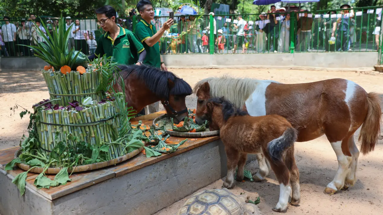 Khách đổ đến dự sinh nhật ngựa lùn ở Thảo Cầm Viên Sài Gòn