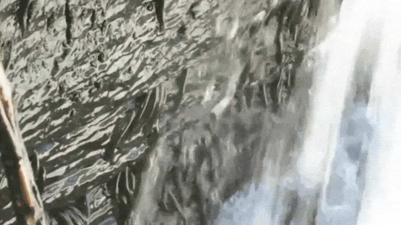 Loài cá leo vách đá 10 tiếng để vượt thác