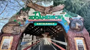 Mải dùng điện thoại, bố mẹ để con 17 tháng tuổi bò vào gần chuồng sói