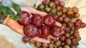 Mận hậu đầu mùa 250.000 đồng một kg vẫn hút khách