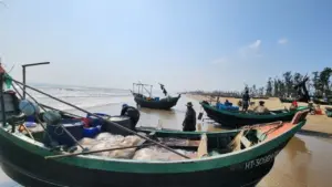 Mùa lộc biển: Những khoang thuyền chở 'vàng trắng' về bờ