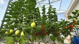 Nắng nóng gay gắt, đây là cách giữ khu vườn sân thượng xanh tốt...