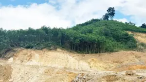 Nghiên cứu chuyển đổi cây trồng từ keo sang cây khác ở miền núi