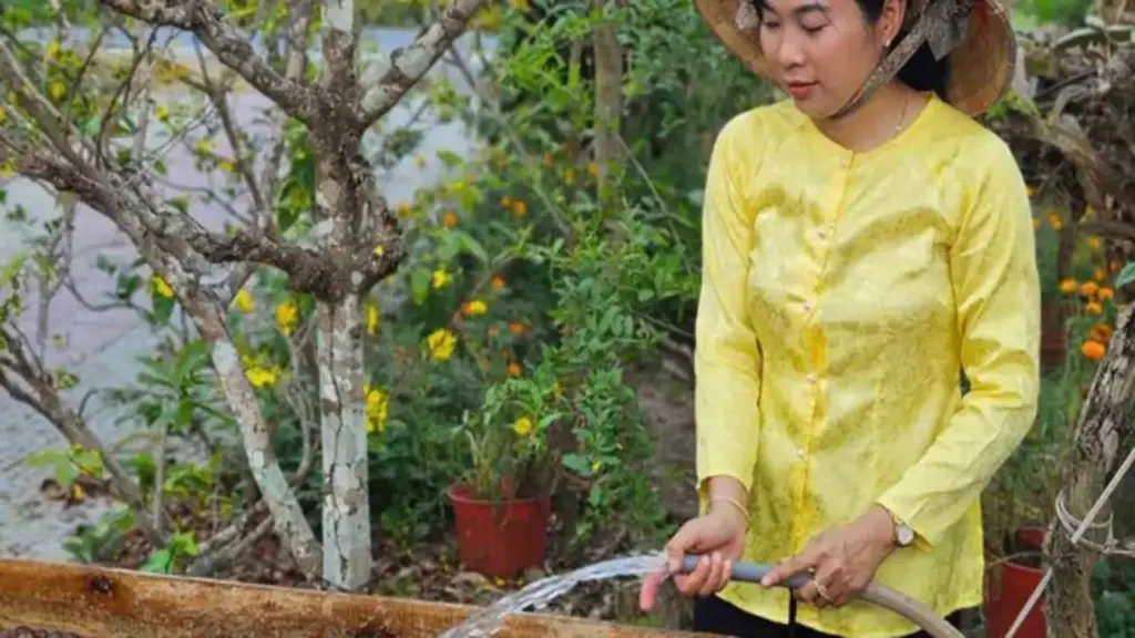 Nữ kỹ sư khởi nghiệp với trái mù u, thu gần 300 triệu đồng/năm