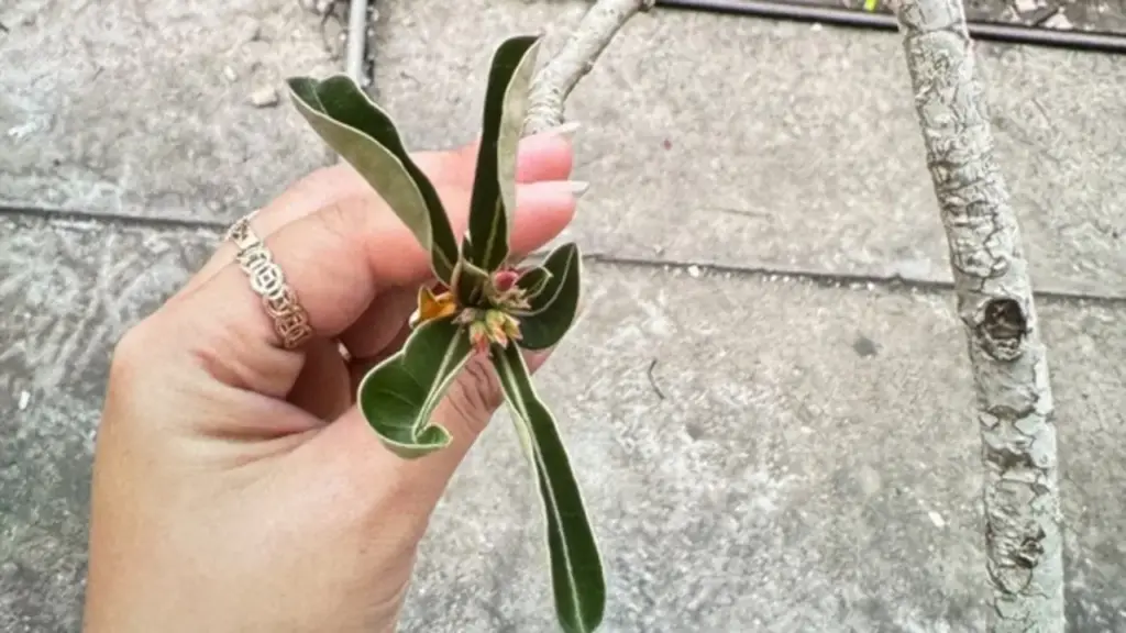 Nuốt mủ hoa sứ, 2 trẻ nhập viện cấp cứu vì ngộ độc
