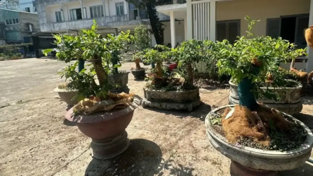 Phạt tiền người giữ 42 cây mai vàng: Người dân phải chứng minh nguồn gốc thế nào?