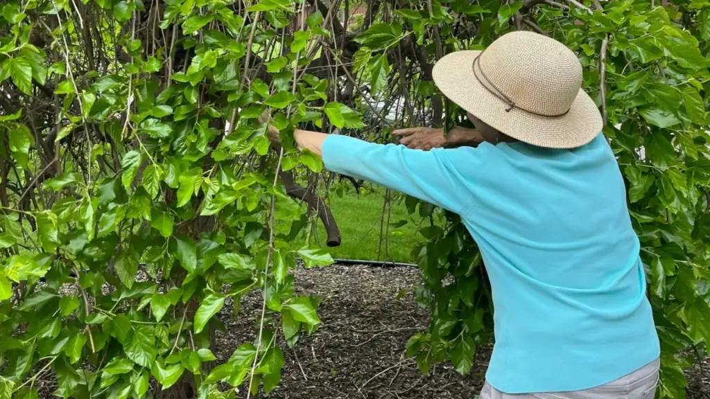 Quy định ở Mỹ về cắt tỉa cây hàng xóm vươn sang nhà mình