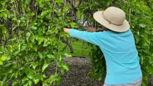 Quy định ở Mỹ về cắt tỉa cây hàng xóm vươn sang nhà mình