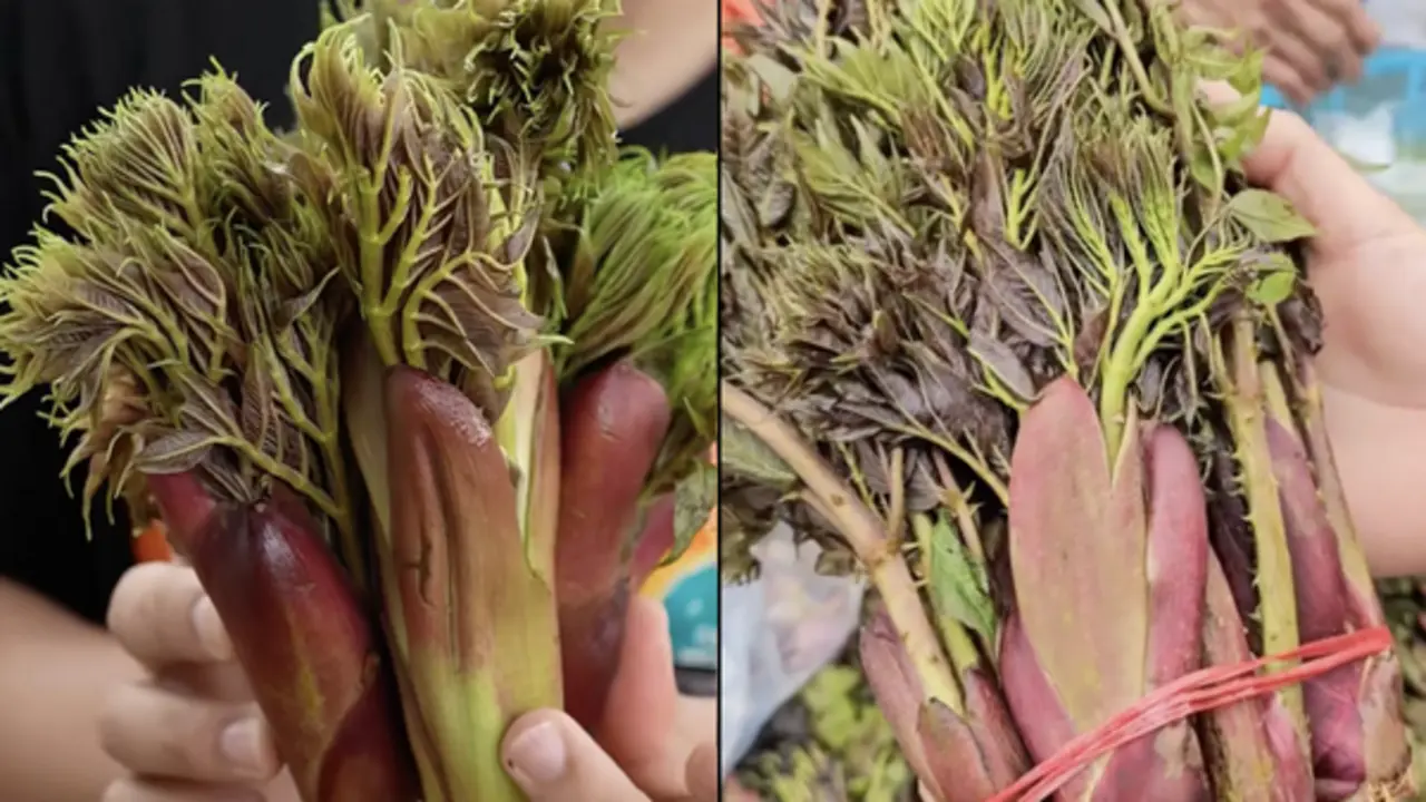 Rau mầm gai là gì mà gây sốt mạng, nhiều người ở TP.HCM tìm mua không có?