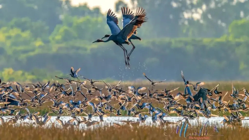 Theo chân đàn sếu đầu đỏ nơi biên giới Việt Nam - Campuchia