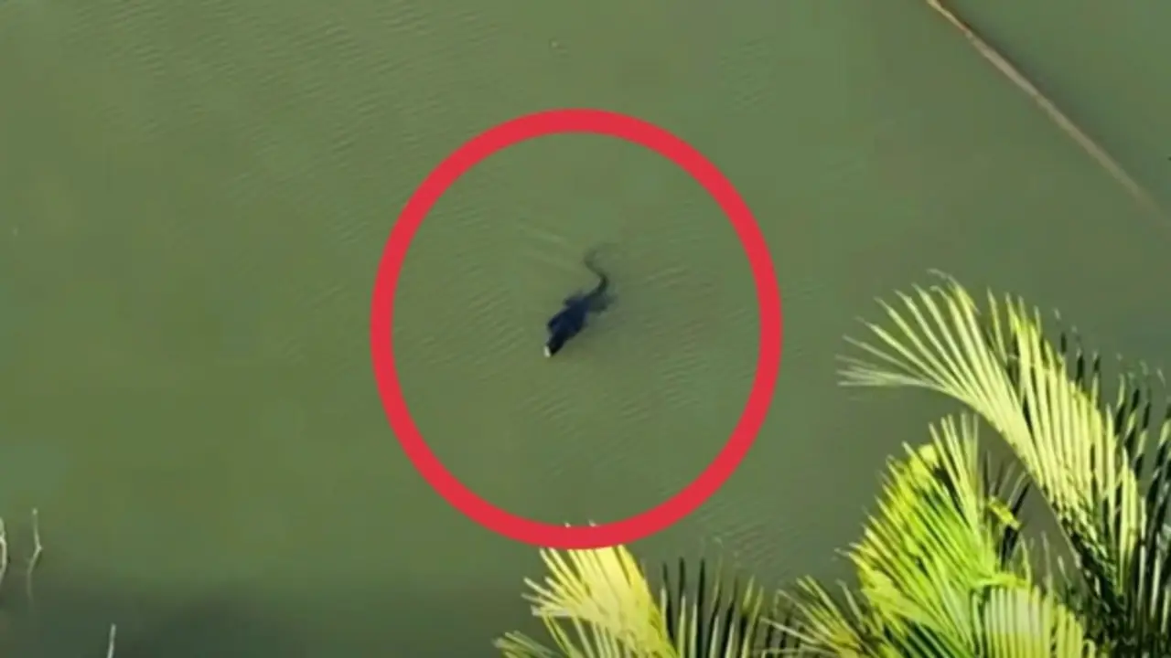 TP.HCM: Phát hiện loài vật trong Sách đỏ ngoài tự nhiên, người dân lầm tưởng… cá sấu