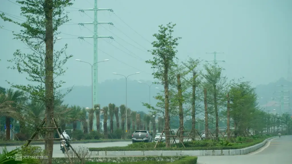 Trồng bàng Đài Loan ở đô thị trung tâm Thanh Hóa