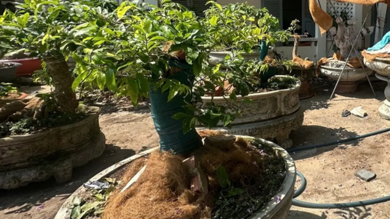 Vì sao kiểm lâm Côn Đảo phạt tiền người cất giữ 42 cây mai vàng?