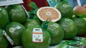 Việt Nam chuẩn bị xuất khẩu lô bưởi đầu tiên sang Úc