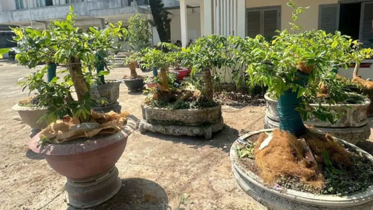 Vụ 42 cây mai vàng ở Côn Đảo: Chưa đủ căn cứ để xử phạt!